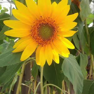 Meet your Posher, Panch n jon